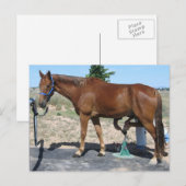 Carte Postale Soins de tous les chevaux - Occident (Devant / Derrière)