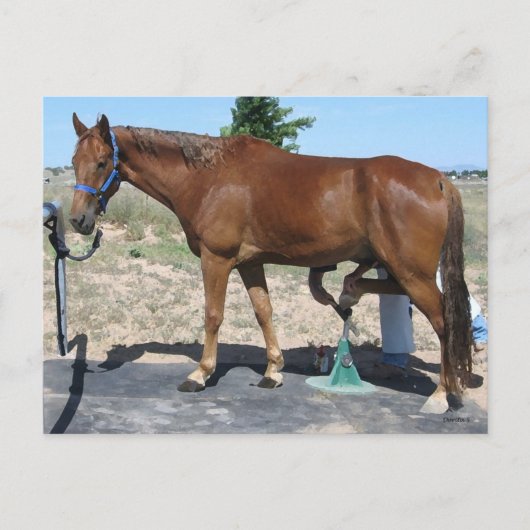 Carte Postale Soins de tous les chevaux - Occident (Devant)