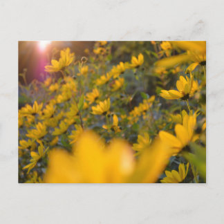 Carte Postale Soir d'été