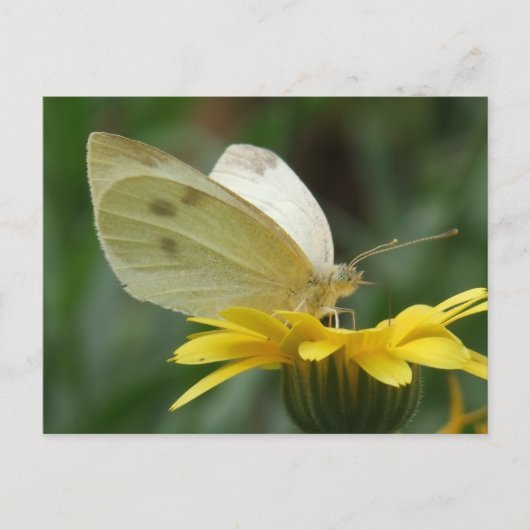 Carte Postale Soirée Calendula ! (Devant)