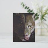 Carte Postale Soirée Cougar (Debout devant)
