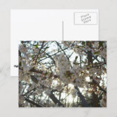 Carte Postale Soirée Fleurs de cerisiers II Printemps coucher de (Devant / Derrière)