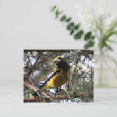 Carte Postale Soirée Grosbeak (Debout devant)