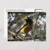 Carte Postale Soirée Grosbeak (Devant / Derrière)