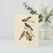 Carte Postale Soirée, Oiseaux tachetés de Grosbeak Audubon d'Amé (Debout devant)