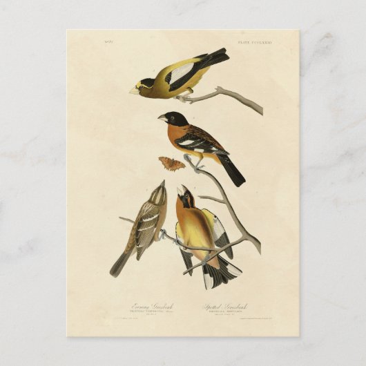 Carte Postale Soirée, Oiseaux tachetés de Grosbeak Audubon d'Amé (Devant)