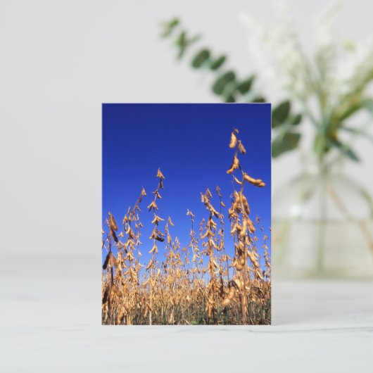 Carte Postale soja (Debout devant)