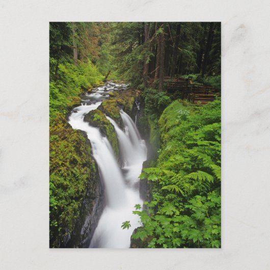 Carte Postale Sol Duc Falls dans le Parc national Olympique en (Devant)