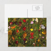 Carte Postale Sol forestier d'automne (Devant / Derrière)