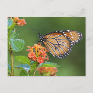 Carte Postale Soldier (Danaus eresimus) butterfly feeding on