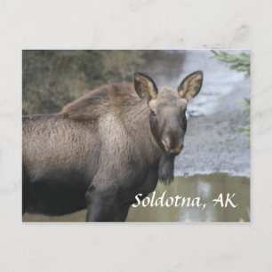 Carte Postale , Soldotna, AK