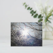 Carte Postale Soleil à travers les branches (Debout devant)