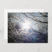 Carte Postale Soleil à travers les branches (Devant / Derrière)