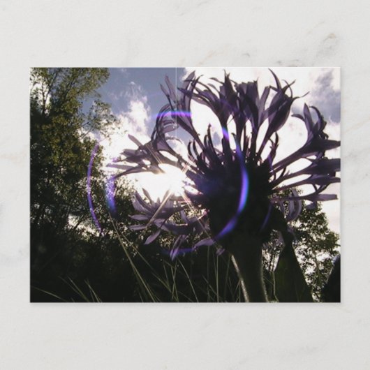 Carte Postale soleil bouton du bachelier (Devant)