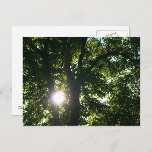 Carte Postale Soleil brillant à travers les arbres (Devant / Derrière)