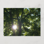 Carte Postale Soleil brillant à travers les arbres (Devant)