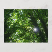 Carte Postale Soleil dans les arbres (Devant)