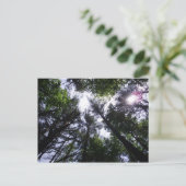 Carte Postale Soleil dans les arbres à Roan Mountain (Debout devant)