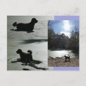 Carte Postale Soleil d'automne avec chien dans l'eau do-it-yours (Devant)