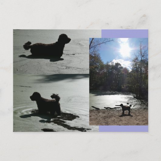 Carte Postale Soleil d'automne avec chien dans l'eau do-it-yours (Devant)