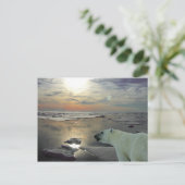 Carte Postale Soleil de minuit et ours polaire, océan Arctique (Debout devant)