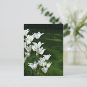Carte Postale Soleil des tulipes blanches (Debout devant)