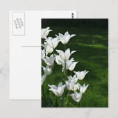 Carte Postale Soleil des tulipes blanches (Devant / Derrière)