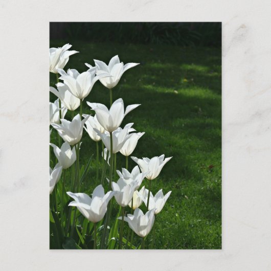 Carte Postale Soleil des tulipes blanches (Devant)