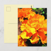 Carte Postale Soleil Orange Marigolds Fleurs de Jardin (Devant / Derrière)