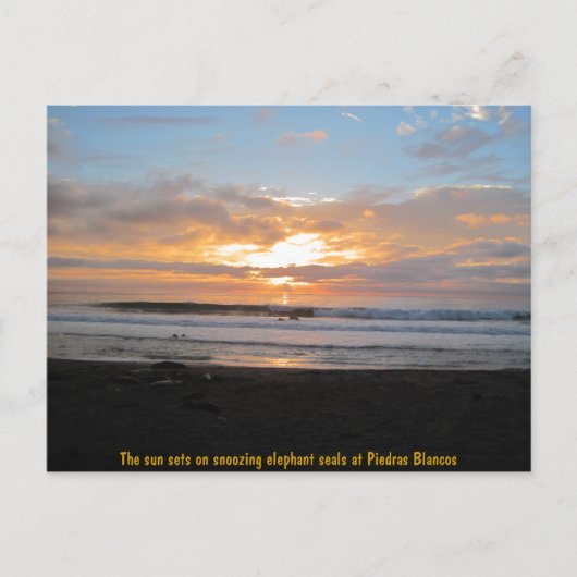 Carte Postale Soleil sur les sceaux d'éléphant de neige (Devant)