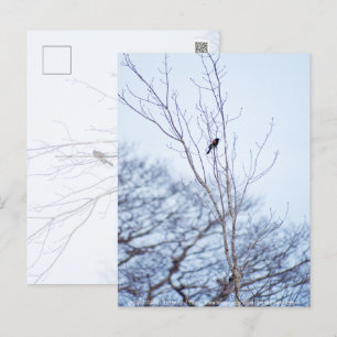 Carte Postale Soliste