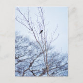 Carte Postale Soliste (Devant)