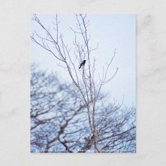 Carte Postale Soliste (Devant)