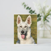 Carte Postale Solitaire comme le loup (Debout devant)