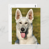 Carte Postale Solitaire comme le loup (Devant / Derrière)