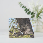 Carte postale Solitaire de Townsend (Debout devant)