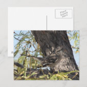 Carte postale Solitaire de Townsend (Devant / Derrière)