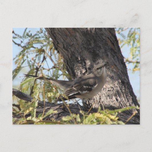 Carte postale Solitaire de Townsend (Devant)