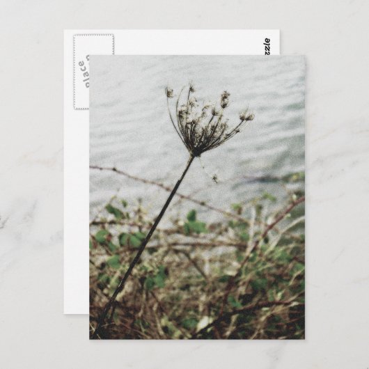 Carte Postale solitude (Devant / Derrière)