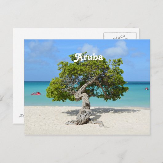 Carte Postale Solo Divi Divi Tree à Aruba (Devant / Derrière)