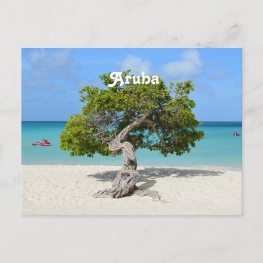 Carte Postale Solo Divi Divi Tree à Aruba (Devant)