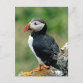 Carte Postale Solo Puffin (Devant)
