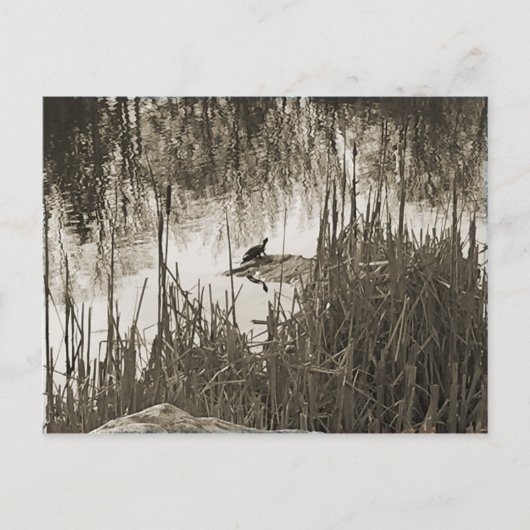 Carte Postale Solstice d'hiver (Devant)