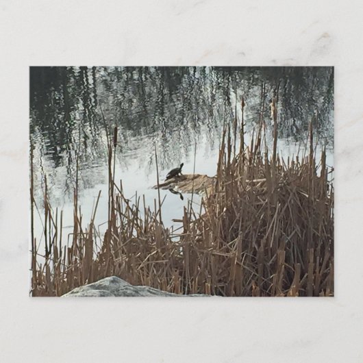 Carte Postale Solstice d'hiver (Devant)