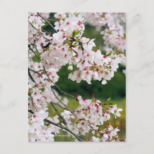 Carte Postale Somei-yoshino : Fleurs de cerises [Carte postale]