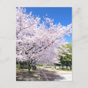 Carte Postale Somei-yoshino : Fleurs de cerises [Carte postale]