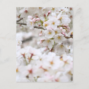 Carte Postale Somei-yoshino : Fleurs de cerises [Carte postale]