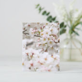 Carte Postale Somei-yoshino : Fleurs de cerises [Carte postale] (Debout devant)