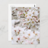 Carte Postale Somei-yoshino : Fleurs de cerises [Carte postale] (Devant / Derrière)