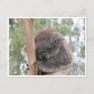 Carte Postale sommeil de koala